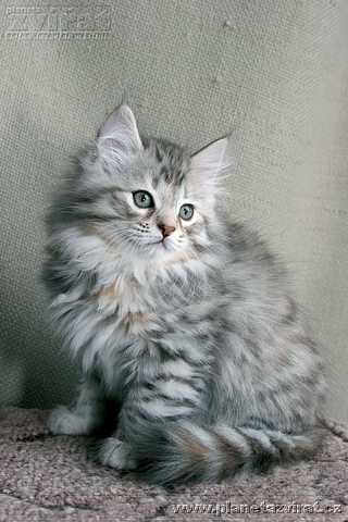 Micka