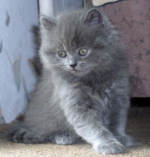 Kitty